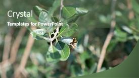  Presentation with growing tree - Cool new PPT layouts with feijoa-fruits-growing backdrop and a ocean colored foreground