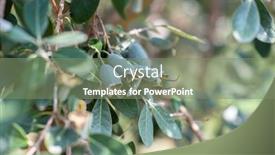  Presentation with growing tree - Beautiful slide deck featuring feijoa-fruits-growing backdrop and a gray colored foreground