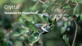  Presentation with growing tree - Slide deck having feijoa-fruits-growing background and a ocean colored foreground