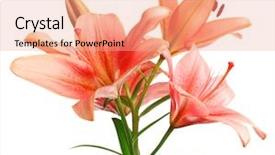  Presentation with lotus flower white water lily - Cool new presentation with congratulation red orange - beautiful lilies isolated on white backdrop and a coral colored foreground
