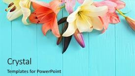  Presentation with blue - Presentation theme enhanced with congratulation red orange - beautiful lilies on blue wooden background and a arctic colored foreground