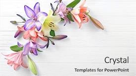  Presentation with lily - Slides having orange lily - beautiful lilies on light wooden background and a white colored foreground