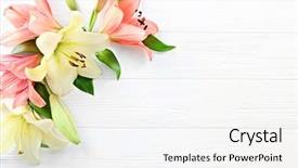  Presentation with light - Audience pleasing slides consisting of beautiful lilies on light wooden backdrop and a white colored foreground
