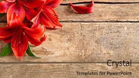  Presentation with congratulation - Theme enhanced with congratulation red orange - beautiful lilies on wooden background background and a coral colored foreground