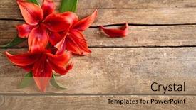  Presentation with lilies ribbons text and cross - Presentation with congratulation red orange - beautiful lilies on wooden background background and a coral colored foreground