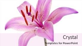  Presentation with lily - Cool new presentation with beautiful lily isolated on white backdrop and a lavender colored foreground