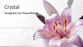  Presentation with lily - Amazing slide deck having  backdrop and a  colored foreground