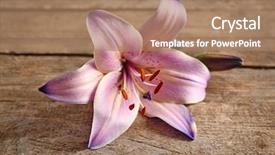  Presentation with lily - Colorful PPT theme enhanced with  backdrop and a  colored foreground