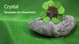  Presentation with four leaf clover - Amazing theme having feel good - close-up of four-leaf clover backdrop and a forest green colored foreground
