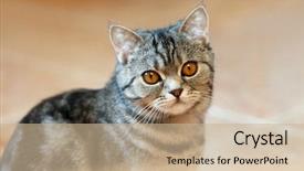  Presentation with animal eye - Audience pleasing slides consisting of feline animal pet british domestic cat looking eye backdrop and a soft green colored foreground