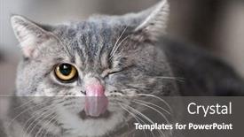  Presentation with feline - Presentation design with british domestic cat funny washing background and a dark gray colored foreground