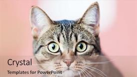  Presentation with feline - Theme having feline animal pet little british domestic cat curious face with yellow looking eyes background and a coral colored foreground