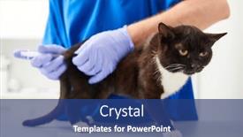  Presentation with feline - Presentation with feline-vaccination-in-veterinary-clinic background and a ocean colored foreground