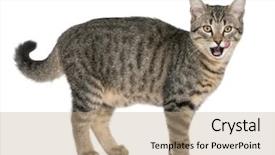  Presentation with cat - PPT layouts enhanced with felis catus 6 months old background and a coral colored foreground