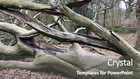  Presentation with oak tree - Audience pleasing presentation theme consisting of felled oak tree with damaged backdrop and a dark gray colored foreground