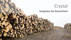  Presentation with pine trees - Amazing slides having felled pine and birch trees backdrop and a white colored foreground