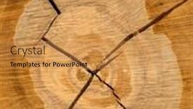  Presentation with tree rings - Audience pleasing PPT theme consisting of felled tree annual rings on tree grate backdrop and a gold colored foreground