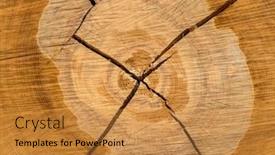  Presentation with tree rings - Cool new presentation theme with felled tree annual rings on tree grate backdrop and a gold colored foreground