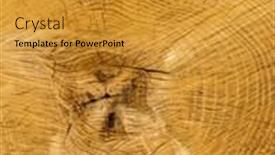  Presentation with tree rings - Colorful PPT theme enhanced with felled tree annual rings on tree grate backdrop and a gold colored foreground