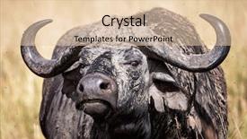  Presentation with dairy cows or buffalo - Slide deck enhanced with female adult cape buffalo syncerus background and a lemonade colored foreground