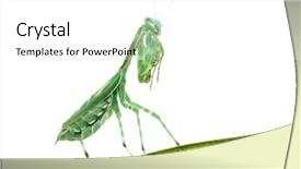  Presentation with female - PPT layouts consisting of female african pinstripe mantis - miomantis background and a white colored foreground