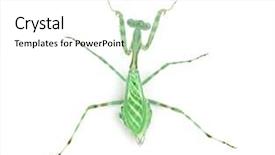  Presentation with elementary school african american female - Presentation having female african pinstripe mantis - miomantis background and a white colored foreground