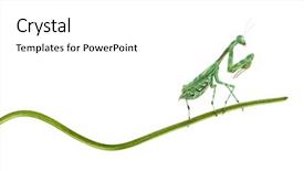  Presentation with blade - PPT theme with female african pinstripe mantis - miomantis background and a  colored foreground
