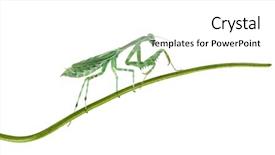  Presentation with blade - Audience pleasing PPT theme consisting of female african pinstripe mantis - miomantis backdrop and a white colored foreground