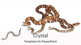  Presentation with babies - Slide deck enhanced with female and babies copperhead snake background and a white colored foreground