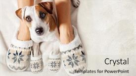  Presentation with clothing - Colorful presentation theme enhanced with female and dog in slippers backdrop and a lemonade colored foreground