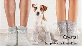  Presentation with socks - Audience pleasing slide deck consisting of man female and dog backdrop and a light gray colored foreground