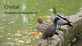  Presentation with autumn wood - PPT layouts enhanced with female and male australia background and a seafoam green colored foreground