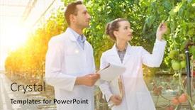  Presentation with crop - Beautiful presentation featuring female and male crop scientist in labcoat examining tomatoes growing in greenhouse with yellow lens flare in background backdrop and a coral colored foreground