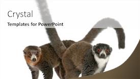  Presentation with female - Cool new slide deck with female-and-male-mongoose-lemurs backdrop and a white colored foreground