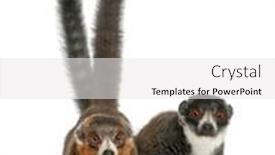  Presentation with female male symbol - PPT theme enhanced with female-and-male-mongoose-lemurs background and a white colored foreground