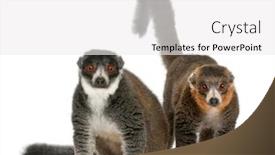  Presentation with female - PPT layouts with female-and-male-mongoose-lemurs background and a white colored foreground