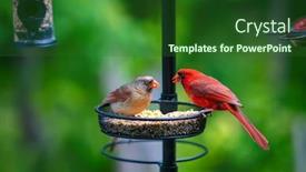  Presentation with cardinal - Slides consisting of female-and-male-northern-cardinal background and a forest green colored foreground