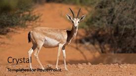  Presentation with sand - Presentation theme consisting of female arabian sand gazelle gazella background and a coral colored foreground