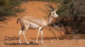  Presentation with sand - Presentation design having female arabian sand gazelle gazella background and a coral colored foreground