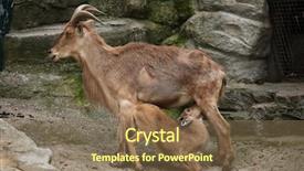  Presentation with speckled sheep - Presentation design consisting of female barbary sheep ammotragus lervia background and a  colored foreground