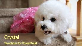  Presentation with wild dog - PPT theme with female bichon frise dog pet background and a violet colored foreground