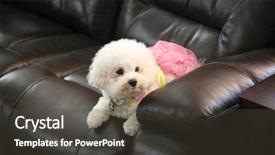  Presentation with wild dog - Colorful slides enhanced with female bichon frise dog pet backdrop and a dark gray colored foreground