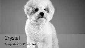  Presentation with wild dog - Beautiful presentation theme featuring female bichon frise dog pet backdrop and a light gray colored foreground