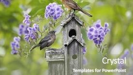  Presentation with black baby - Amazing presentation design having female black bird backdrop and a seafoam green colored foreground