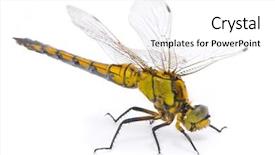  Presentation with black female - Amazing slides having female black-tailed skimmer dragonfly backdrop and a white colored foreground