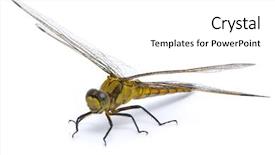  Presentation with dragonfly - Theme consisting of female black-tailed skimmer dragonfly background and a white colored foreground