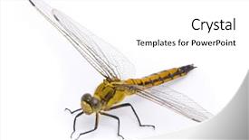  Presentation with dragonfly - Slides with female black-tailed skimmer dragonfly background and a white colored foreground
