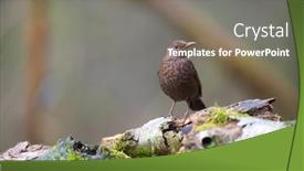  Presentation with nature - Theme consisting of female-blackbird-in-nature-forest background and a gray colored foreground