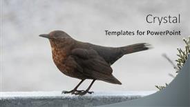  Presentation with railing - PPT theme having female-blackbird-observes-surroundings background and a light gray colored foreground