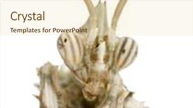  Presentation with devil - Audience pleasing presentation theme consisting of female blepharopsis mendica devil's flower mantis in front of white background backdrop and a cream colored foreground